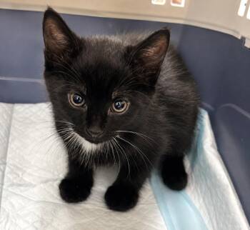 Domestic Short Hair Cats Available for Adoption in Trenton, New Jersey - Niyx | PetCurious