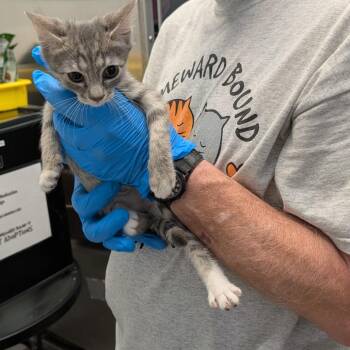 Kismet -  Domestic Short Hair Cat for Adoption in Las Vegas, Nevada - Kismet | PetCurious