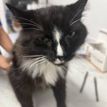 Snarf -  Domestic Long Hair Cat for Adoption in St. Louis, Missouri - Snarf | PetCurious