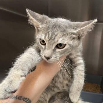 0973-C26 -  Domestic Short Hair Cat for Adoption in Port Charlotte, Florida - 0973-C26 | PetCurious