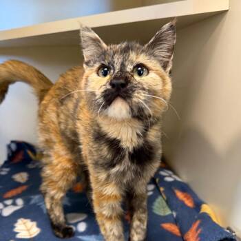 Elvira -  Domestic Short Hair Cat for Adoption in Cody, Wyoming - Elvira | PetCurious
