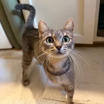 Hannah -  Domestic Short Hair Cat for Adoption in Houston, Texas - Hannah | PetCurious