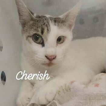 Cherish -  Domestic Short Hair Cat for Adoption in Buchanan Dam, Texas - Cherish | PetCurious