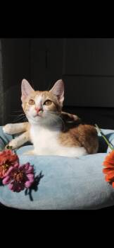 Buttercup -  American Shorthair Cat for Adoption in Berea, Kentucky - Buttercup | PetCurious