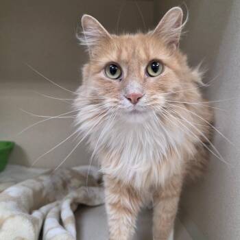Ginger -  Domestic Long Hair Cat for Adoption in Great Falls, Montana - Ginger | PetCurious