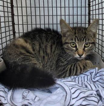 SPARKLES -  Domestic Short Hair Cat for Adoption in San Antonio, Texas - SPARKLES | PetCurious
