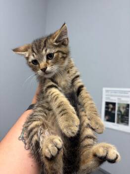 Jean Valjean -  Domestic Short Hair Cat for Adoption in Bloomington, Indiana - Jean Valjean | PetCurious