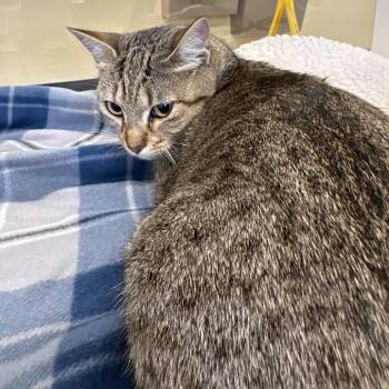 Domestic Short Hair Cats Available for Adoption in Beaumont, Texas - Honey | PetCurious
