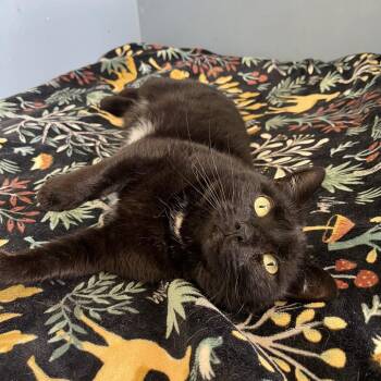 Domestic Short Hair Cats Available for Adoption in Roanoke, Virginia - Miss Ivy | PetCurious