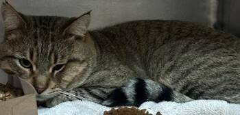 Domestic Medium Hair Cats Available for Adoption - 59808078 | PetCurious