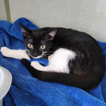 Rescue Domestic Short Hair Cats for Adoption in Monroe, Michigan - Forest | PetCurious