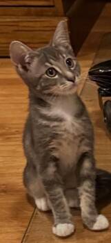 TABBY -  Domestic Short Hair Cat for Adoption in San Jose, California - TABBY | PetCurious