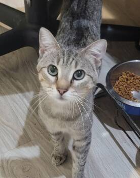 Domestic Short Hair Cats Available for Adoption - Henry | PetCurious