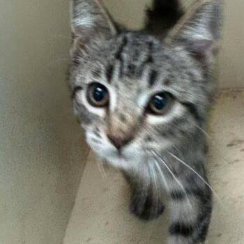 Maysilee -  Domestic Short Hair Cat Available for Adoption in Madill, Oklahoma - Maysilee | PetCurious
