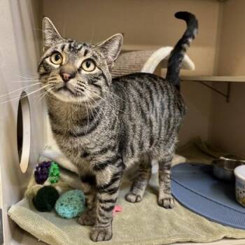 Bob -  Domestic Short Hair Cat for Adoption in New Hope, Pennsylvania - Bob | PetCurious