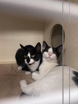 Ulani -  Domestic Short Hair Cat for Adoption in Lancaster, Pennsylvania - Ulani | PetCurious