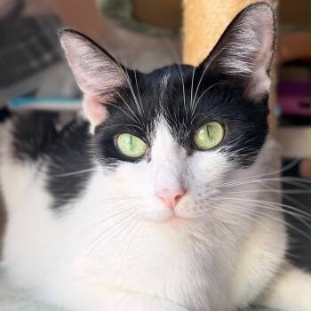 Gabby -  Domestic Short Hair Cat for Adoption in Lakewood, California - Gabby | PetCurious