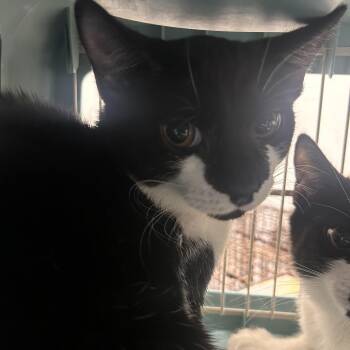 Domestic Short Hair Cats Available for Adoption in Philadelphia, Pennsylvania - Frosted Cheerios | PetCurious