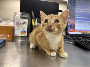 ROQUEFORT -  Domestic Short Hair Cat for Adoption in Grand Prairie, Texas - ROQUEFORT | PetCurious
