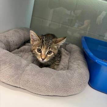 Kita -  Domestic Short Hair Cat for Adoption in League City, Texas - Kita | PetCurious