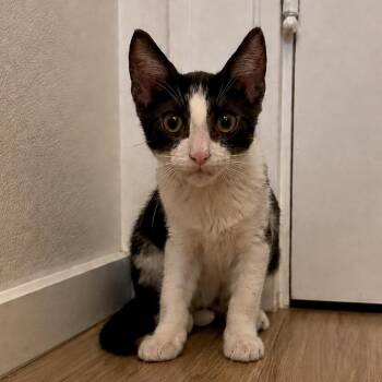 Apollo -  Domestic Short Hair Cat for Adoption in Long Beach, California - Apollo | PetCurious
