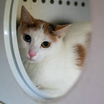 Rescue Domestic Short Hair Cats for Adoption in Denver, Colorado - Star | PetCurious