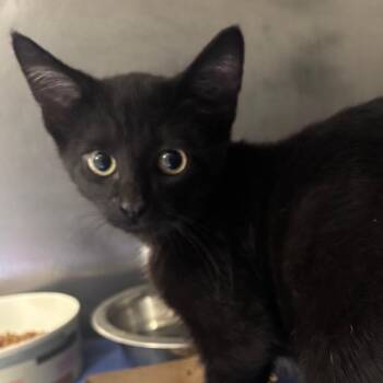 Fancy Pusheen -  Domestic Short Hair Cat for Adoption in Indianapolis, Indiana - Fancy Pusheen | PetCurious