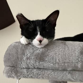 Dora -  American Shorthair Cat for Adoption in Morgan Hill, California - Dora | PetCurious