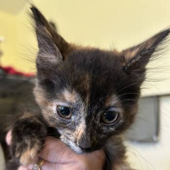 Rescue Domestic Short Hair Cats for Adoption in Arizona City, Arizona - N-Cassie | PetCurious