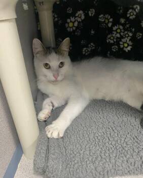 Susan -  Domestic Short Hair Cat for Adoption in Alexandria, Virginia - Susan | PetCurious