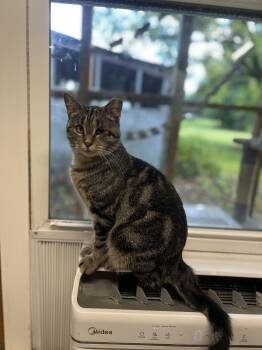 Raya -  Tabby Cat for Adoption in Richmond, Virginia - Raya | PetCurious