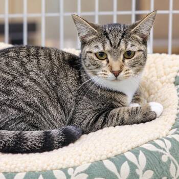 Beverly -  Domestic Short Hair Cat for Adoption in Traverse City, Michigan - Beverly | PetCurious