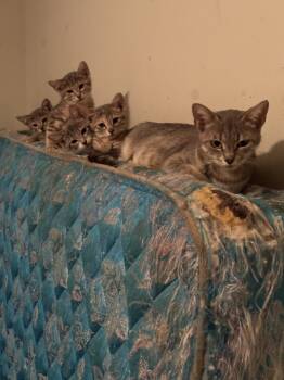 Rescue Domestic Short Hair Cats for Adoption in Salisbury, North Carolina - Danny | PetCurious