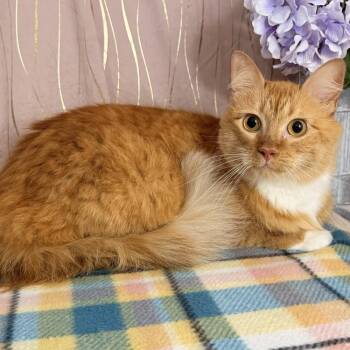 Roux -  Domestic Long Hair Cat for Adoption in Long Beach, Mississippi - Roux | PetCurious