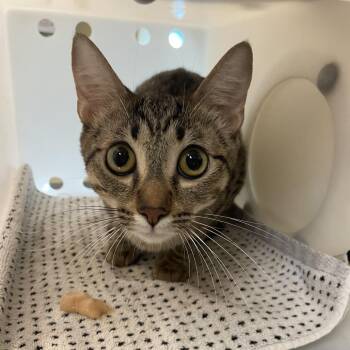 Domestic Short Hair Cats Available for Adoption in Pasadena, California - Mimi | PetCurious