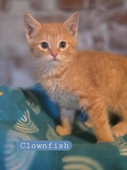 Domestic Short Hair Cats Available for Adoption - Clownfish | PetCurious