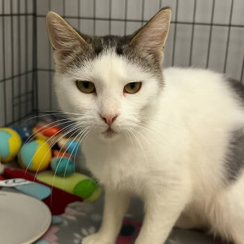 Rescue Domestic Short Hair Cats for Adoption in Austin, Texas - Amber Drop | PetCurious