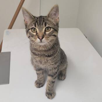Tut -  Domestic Short Hair Cat for Adoption in Chicago, Illinois - Tut | PetCurious