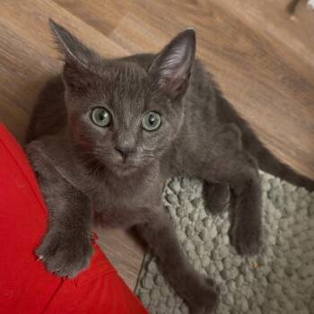 Flint Lockwood -  Domestic Short Hair Cat for Adoption in Columbia, Missouri - Flint Lockwood | PetCurious