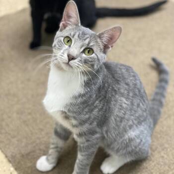 Domestic Short Hair Cats Available for Adoption in Decorah, Iowa - Ivy | PetCurious