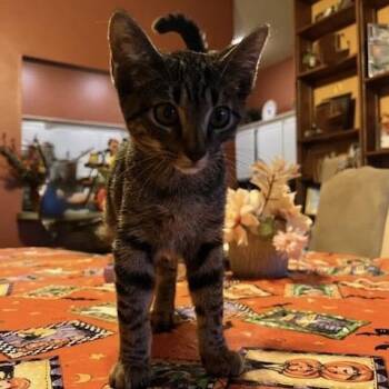 Rescue Domestic Short Hair Cats for Adoption in Bentonville, Arkansas - Fig | PetCurious