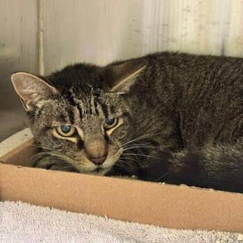 Penny -  Domestic Short Hair Cat for Adoption in Burlington, Ontario - Penny | PetCurious