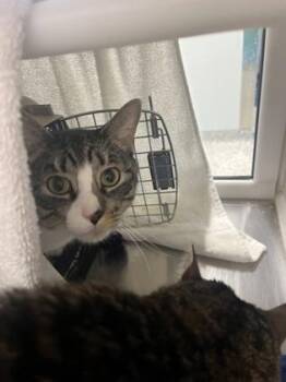Domestic Short Hair Cats Available for Adoption in Kansas City, Missouri - Edward | PetCurious