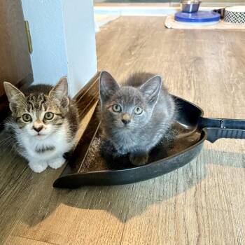 Maria -  Domestic Short Hair Cat for Adoption in Washougal, Washington - Maria | PetCurious