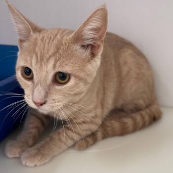 Trinket -  Domestic Short Hair Cat for Adoption in Kanab, Utah - Trinket | PetCurious