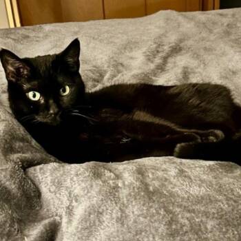 Scarlet -  Domestic Short Hair Cat for Adoption in Des Moines, Iowa - Scarlet | PetCurious