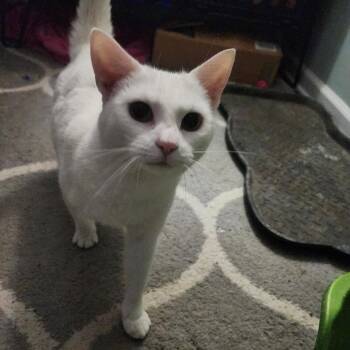 Domestic Short Hair Cats Available for Adoption in Greenville, Delaware - Coco, Jenkintown PS, (FCID 03/31/2026-113) | PetCurious