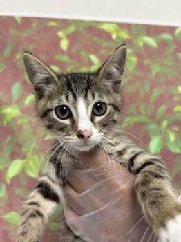 Spearmint -  Domestic Short Hair Cat for Adoption in San Antonio, Texas - Spearmint | PetCurious