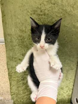 A1924686 -  Domestic Short Hair Cat for Adoption in Riverside, California - A1924686 | PetCurious