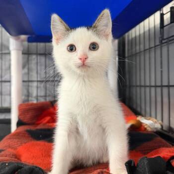 Skunk -  Domestic Short Hair Cat for Adoption in Spanish Fork, Utah - Skunk | PetCurious